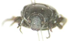 Strigoderma marginata