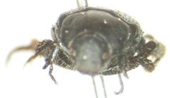 Strigoderma marginata