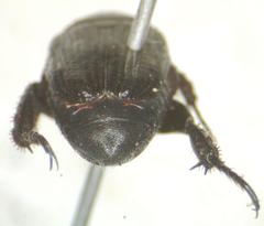 Strigoderma marginata