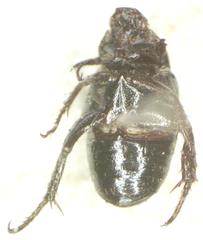 Strigoderma marginata