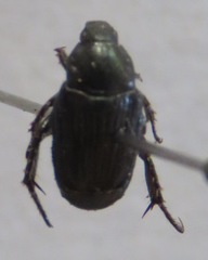 Strigoderma marginata