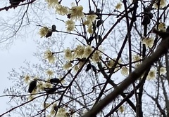 Chimonanthus