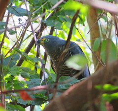 Chondrohierax uncinatus