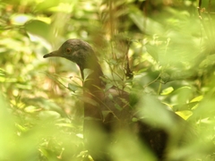 Crypturellus obsoletus