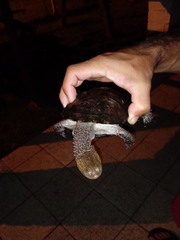 Acanthochelys spixii