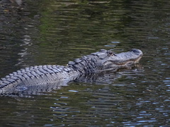 Alligator mississippiensis