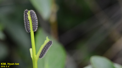 Apareophora forsythiae