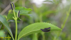Apareophora forsythiae