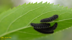 Apareophora forsythiae