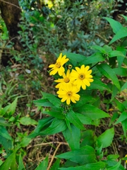 Asteraceae