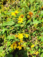 Asteraceae