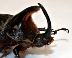 Heterogomphus