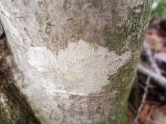 Phlyctis boliviensis