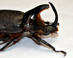 Heterogomphus