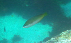 Anampses elegans
