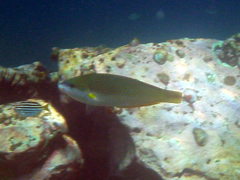 Anampses elegans