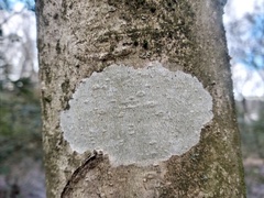 Phlyctis boliviensis