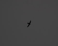 Streptoprocne rutila