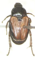 Strigoderma marginata