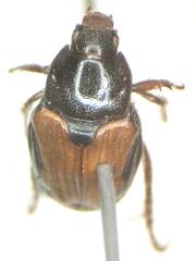 Strigoderma marginata