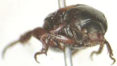 Strigoderma marginata