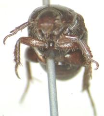 Strigoderma marginata