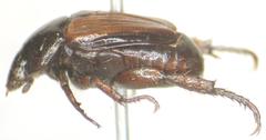 Strigoderma marginata
