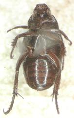 Strigoderma marginata
