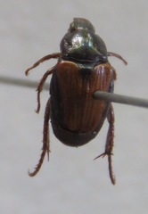 Strigoderma marginata