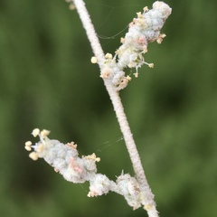 Atriplex stipitata