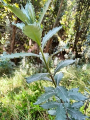 Magnoliopsida