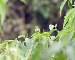 Zimmerius viridiflavus
