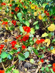 Tropaeolum majus