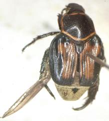 Strigoderma rutelina