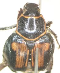 Strigoderma rutelina