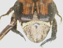 Strigoderma rutelina