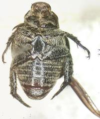 Strigoderma rutelina