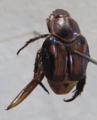 Strigoderma rutelina