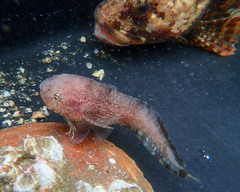 Nebulous Snailfish photo 2