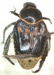 Strigoderma rutelina