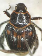 Strigoderma rutelina