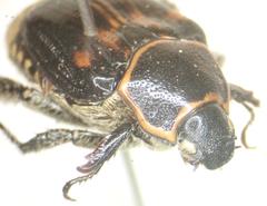 Strigoderma rutelina