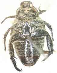 Strigoderma rutelina