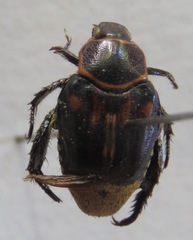 Strigoderma rutelina