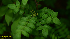 Zanthoxylum piperitum