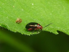 Kuschelina gibbitarsa