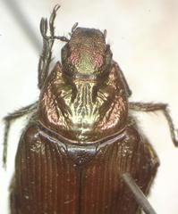 Strigoderma sulcipennis
