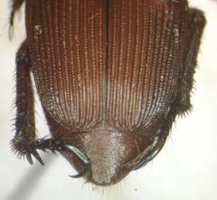 Strigoderma sulcipennis