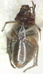 Strigoderma sulcipennis