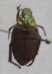 Strigoderma sulcipennis
